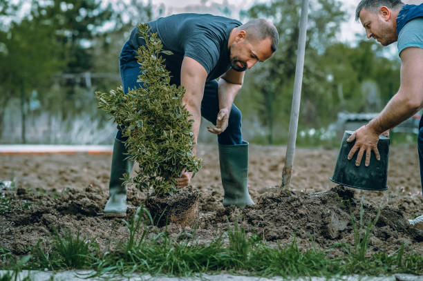 Best Tree Removal Near Me  in Gotha, FL